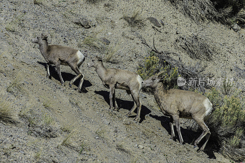 大角羊(Ovis canadensis)是一种原产于北美的绵羊，在怀俄明州的黄石国家公园发现。母亲和小动物。